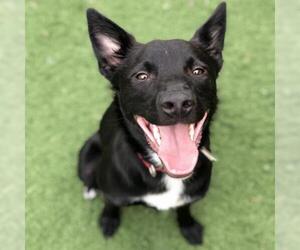 Border Collie Dogs for adoption in St Louis, MO, USA