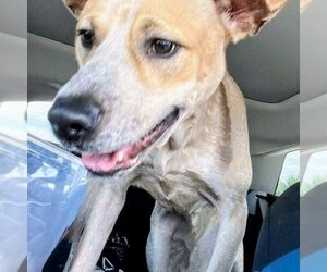 Mutt Dogs for adoption in columbia, SC, USA