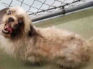 Shih Tzu Dogs for adoption in Peoria, IL, USA