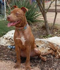 Medium Photo #1 American Pit Bull Terrier Puppy For Sale in lago vista, TX, USA