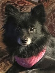 Pomeranian Dogs for adoption in Arlington, VA, USA