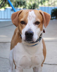 Medium Photo #1 Labrador Retriever-Unknown Mix Puppy For Sale in See Website, CA, USA