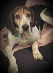 Treeing Walker Coonhound Dogs for adoption in Maryville, TN, USA