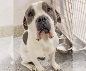 Staffordshire Bull Terrier-Unknown Mix Dogs for adoption in Houston, TX, USA