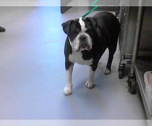 Boxer Dogs for adoption in Fayetteville, NC, USA
