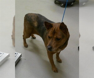 Mutt Dogs for adoption in Sanford, FL, USA