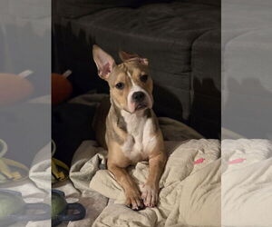 Mutt Dogs for adoption in New London, WI, USA