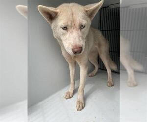 Siberian Husky Dogs for adoption in Houston, TX, USA