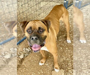 Boxer Dogs for adoption in Dumont, NJ, USA