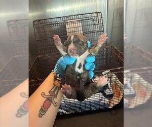 Huskies -Unknown Mix Dogs for adoption in San Antonio, TX, USA