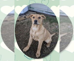 Labrador Retriever-Unknown Mix Dogs for adoption in Boston, MA, USA