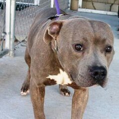 American Staffordshire Terrier Dogs for adoption in Harriman, TN, USA