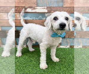 Poodle (Miniature)-Unknown Mix Dogs for adoption in Corona, CA, USA