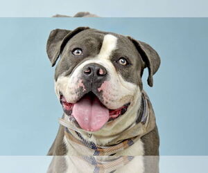 American Pit Bull Terrier Dogs for adoption in Pasadena, CA, USA