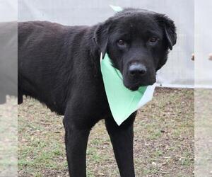Labrador Retriever Dogs for adoption in San Antonio, TX, USA