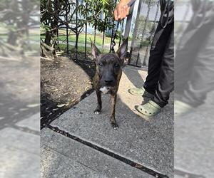 Plott Hound-Unknown Mix Dogs for adoption in Houston, TX, USA