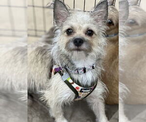 Chihuahua-Unknown Mix Dogs for adoption in Mundelein, IL, USA