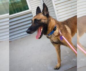 Mutt Dogs for adoption in Las Vegas, NV, USA