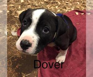 Boxador Dogs for adoption in toms river, NJ, USA