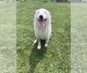 Australian Shepherd Dogs for adoption in Aurora, IN, USA