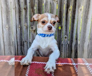 Jack Chi Dogs for adoption in MIDWAY, UT, USA
