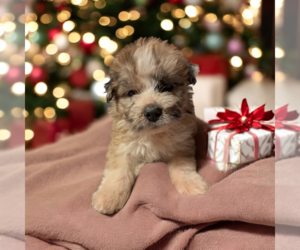 Medium Photo #1 Mutt Puppy For Sale in Vail, AZ, USA