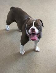 Bulloxer Dogs for adoption in Lancaster, PA, USA