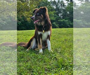 Australian Shepherd Dogs for adoption in Woodsfield, OH, USA