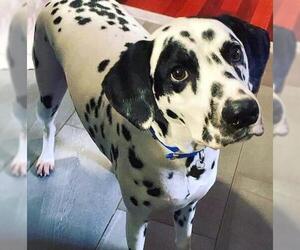 Dalmatian Dogs for adoption in Rockaway, NJ, USA