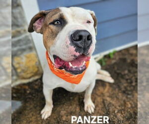 Bullmastiff-Unknown Mix Dogs for adoption in Maryville, TN, USA