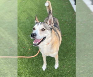 Gerberian Shepsky Dogs for adoption in Baytown, TX, USA