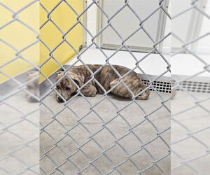 Mutt Dogs for adoption in Temple, TX, USA