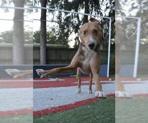 Small Greyhound-Treeing Walker Coonhound Mix