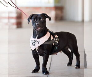 Beagle-Unknown Mix Dogs for adoption in San Jose, CA, USA