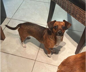 Dachshund-Unknown Mix Dogs for adoption in Weston, FL, USA