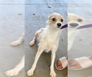 Chihuahua Dogs for adoption in San Martin, CA, USA