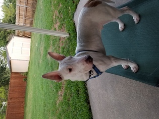 Bull Terrier Dogs for adoption in Dallas, TX, USA