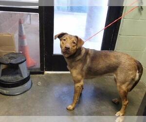 German Shepherd Dog Dogs for adoption in Tulsa, OK, USA