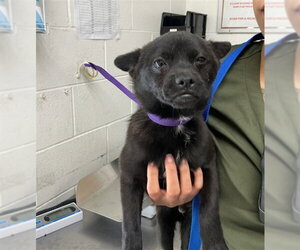 Chihuahua-Unknown Mix Dogs for adoption in San Bernardino, CA, USA