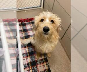 Border Terrier-Miniature Schnauzer Mix Dogs for adoption in Fort Wayne, IN, USA