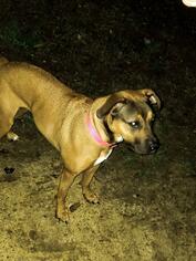 Mastador Dogs for adoption in Cincinnati, OH, USA