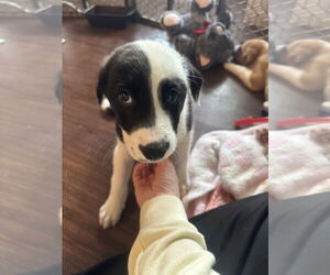 Sheprador Dogs for adoption in Plainfield, IL, USA