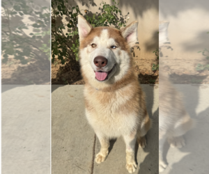 Siberian Husky-Unknown Mix Dogs for adoption in Newport Beach, CA, USA