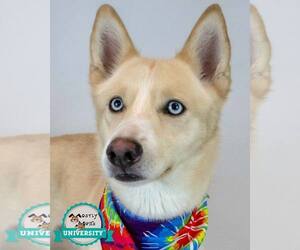 Siberian Husky-Unknown Mix Dogs for adoption in Kennesaw, GA, USA