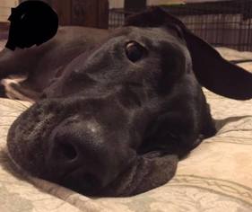 Great Dane Dogs for adoption in Clifton, TX, USA