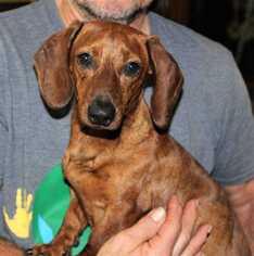 Dachshund Dogs for adoption in Elmsford, NY, USA
