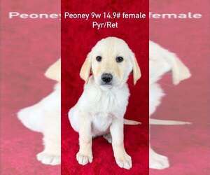 Great Pyrenees-Retriever  Mix Dogs for adoption in Brewster, NY, USA