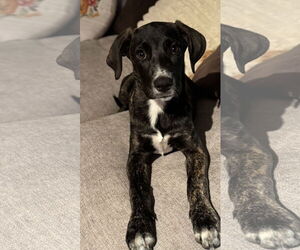 Retriever -Unknown Mix Dogs for adoption in Plainfield, IL, USA