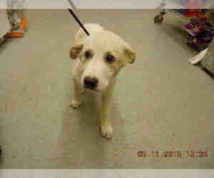 Sheprador Dogs for adoption in Georgetown, TX, USA
