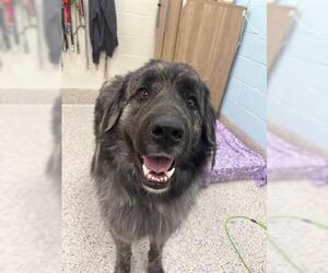 Anatolian Shepherd-Great Pyrenees Mix Dogs for adoption in Brighton, CO, USA